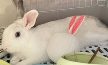 うさぎをお迎えするには？