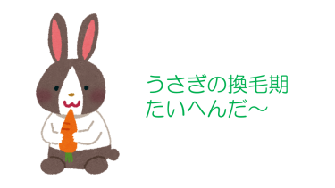 うさぎちゃんの換毛期がきちゃった〜